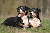 BOUVIER D'APPENZELL 053